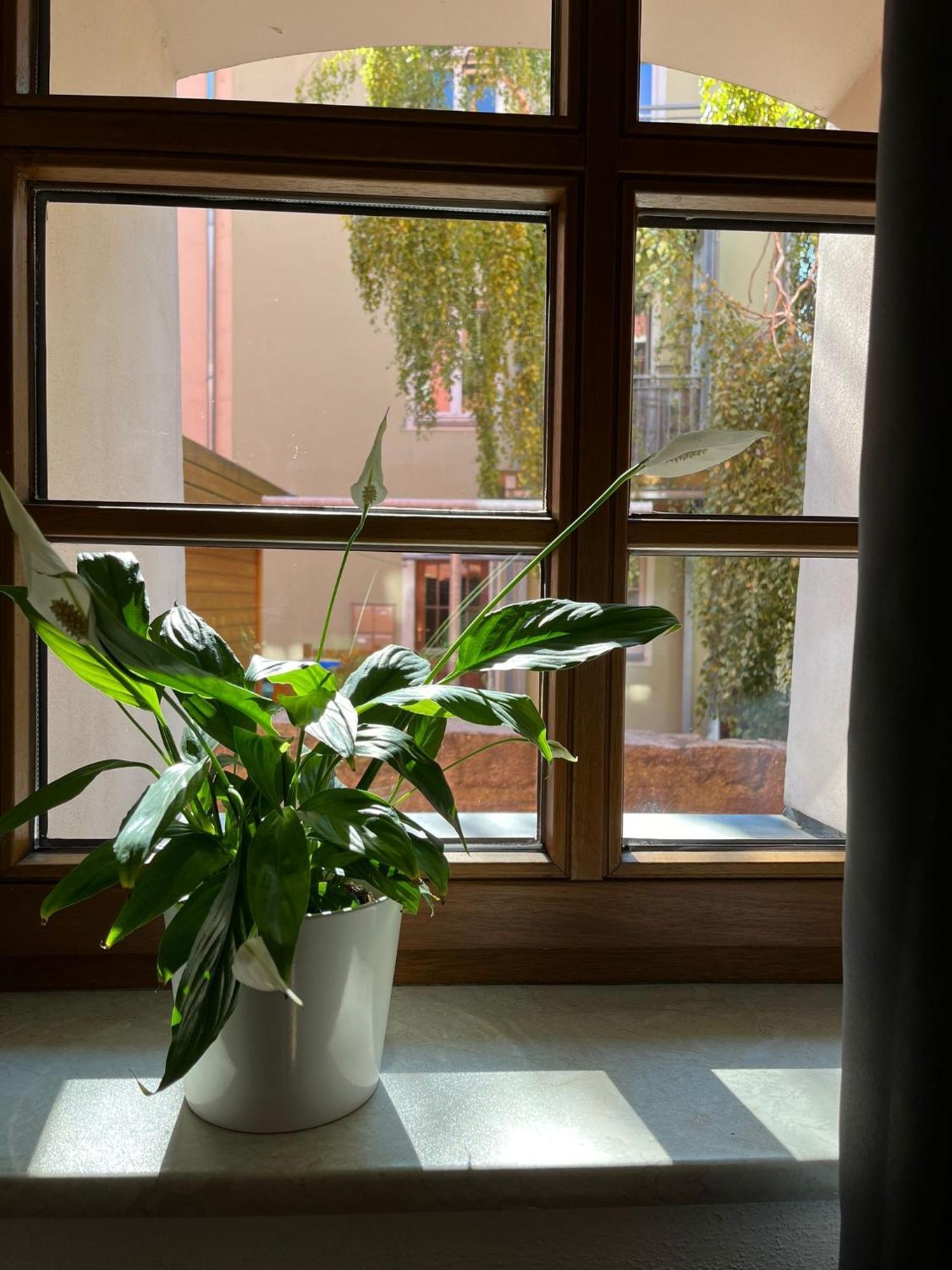 Appartement 5 Predigergasse 包岑 外观 照片